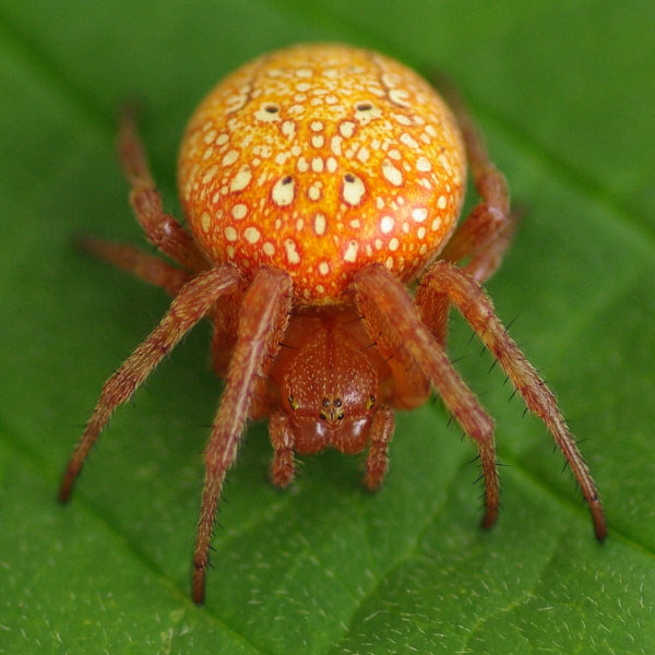 Оранжевый паук дома фото