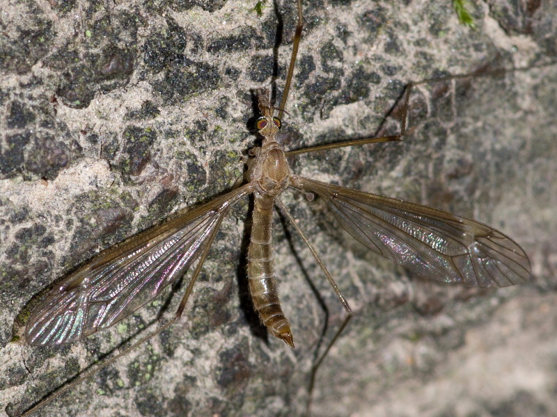 Tipula (Lunatipula) helvola