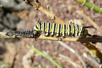 Danaus plexippus, caterpillar  1311