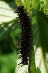 Araschnia levana, caterpillar  1807