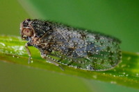 Cixiidae sp.