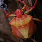 Carpocoris cf. purpureipennis, männlich  3859