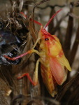 Carpocoris cf. purpureipennis, männlich  3860