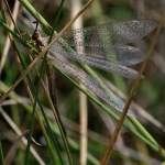Macronemurus bilineatus