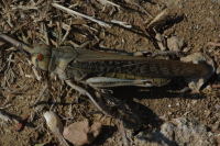 Locusta migratoria  4026