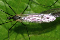 Tricyphona immaculata