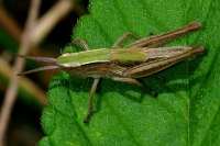 Chorthippus dorsatus/albomarginatus, Nymphe  4862