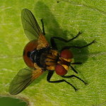 Gymnosoma sp., male  4956