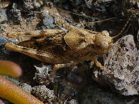 Sphingonotus sp., Nymphe  5155