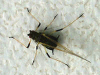 Aphididae sp.  5676
