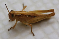 cf. Aiolopus thalassinus, Nymphe  5800