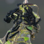 Aglais io, caterpillars with web  7160