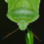 Palomena viridissima  7449