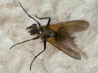 Macquartia cf. grisea, female  8403