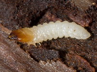 Cerambycidae sp., Larve  8586