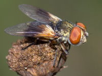 Ectophasia crassipennis/oblonga, female  8952