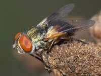 Ectophasia crassipennis/oblonga, weiblich  8953