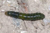 Elodia morio, host caterpillar  10829