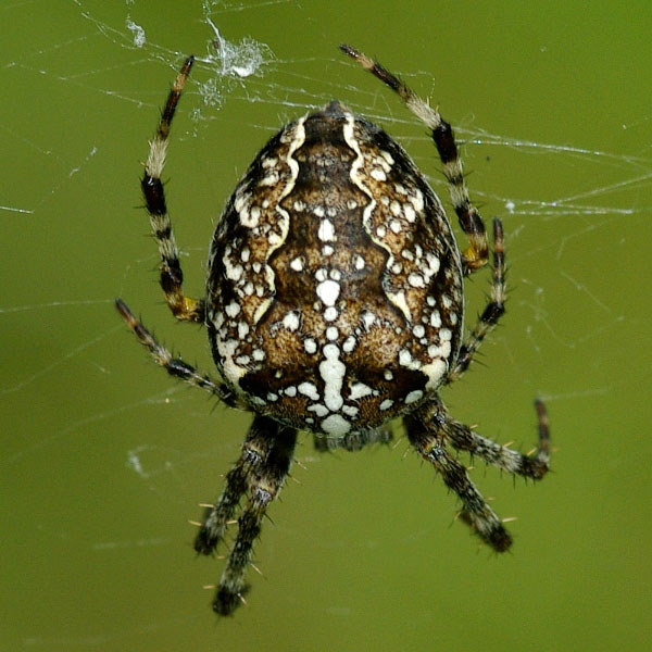 Araneus Diadematus European Garden Spider Arthropodafotos De
