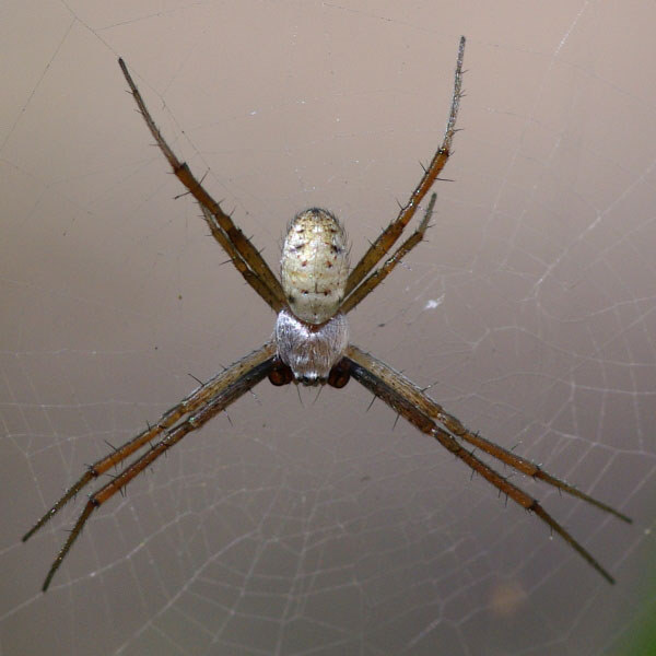 Argiope Trifasciata Banded Garden Spider Arthropodafotos De