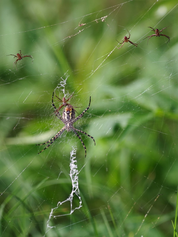 Argiope Trifasciata Banded Garden Spider Arthropodafotos De