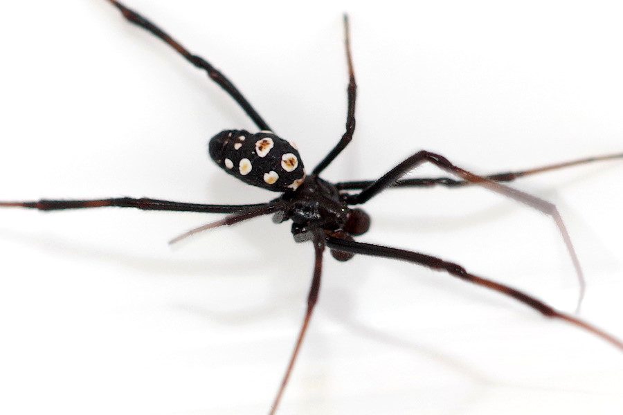 Каракурт фарфор. Каракурт (Latrodectus tredecimguttatus). Самка каракурта. Паук Каракурт самец. Каракурт черная вдова.