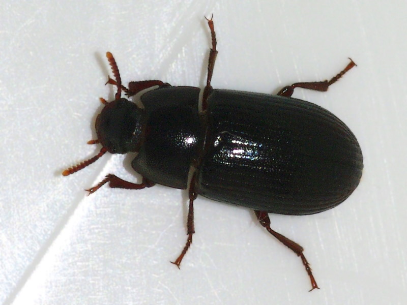 Alphitobius Diaperinus Lesser Mealworm Litter Beetle Arthropodafotosde 