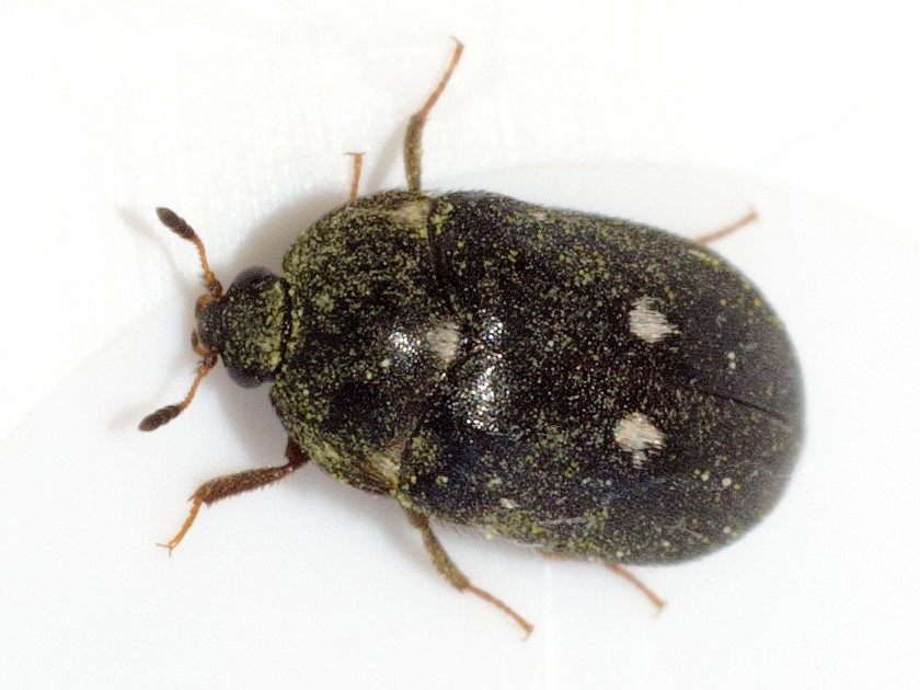 black carpet beetle - Attagenus unicolor (Brahm)