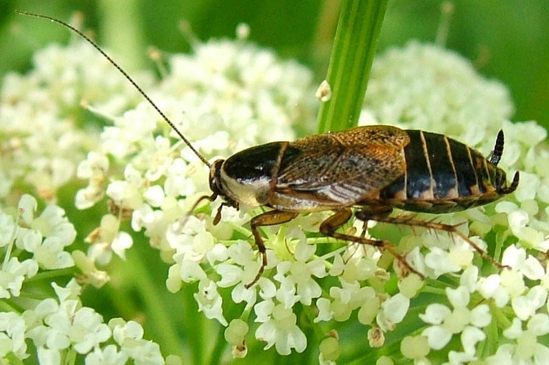 Ectobius Sylvestris Waldschabe Echte Waldschabe Dunkle Waldschabe 