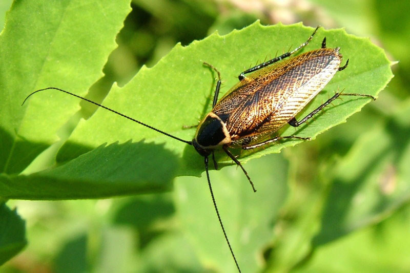 Ectobius Sylvestris Forest Cockroach Lesser Cockroach 