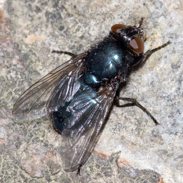 Protophormia terraenovae - Northern Blowfly, Blue-bottle Fly, Blue-arsed Fly,  Blackbottle 