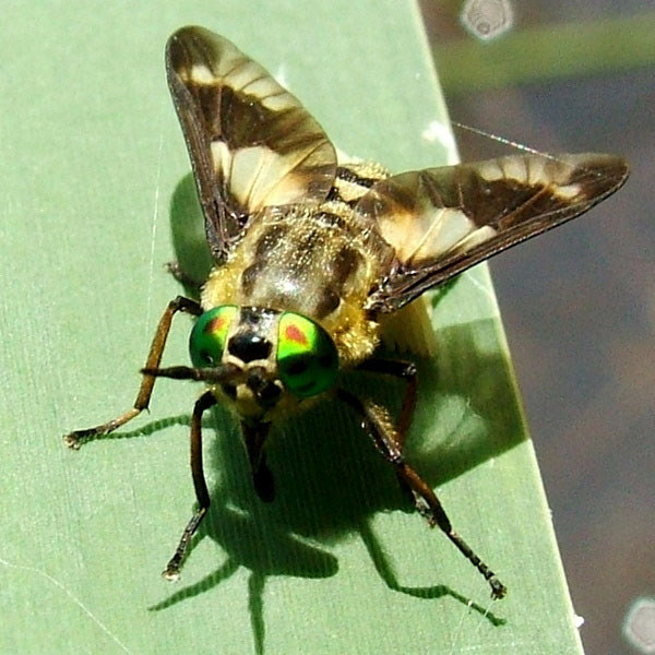 Bremse; Bremsen; Fliege; Tabanus Bovinus; Insekt; Stock-Foto