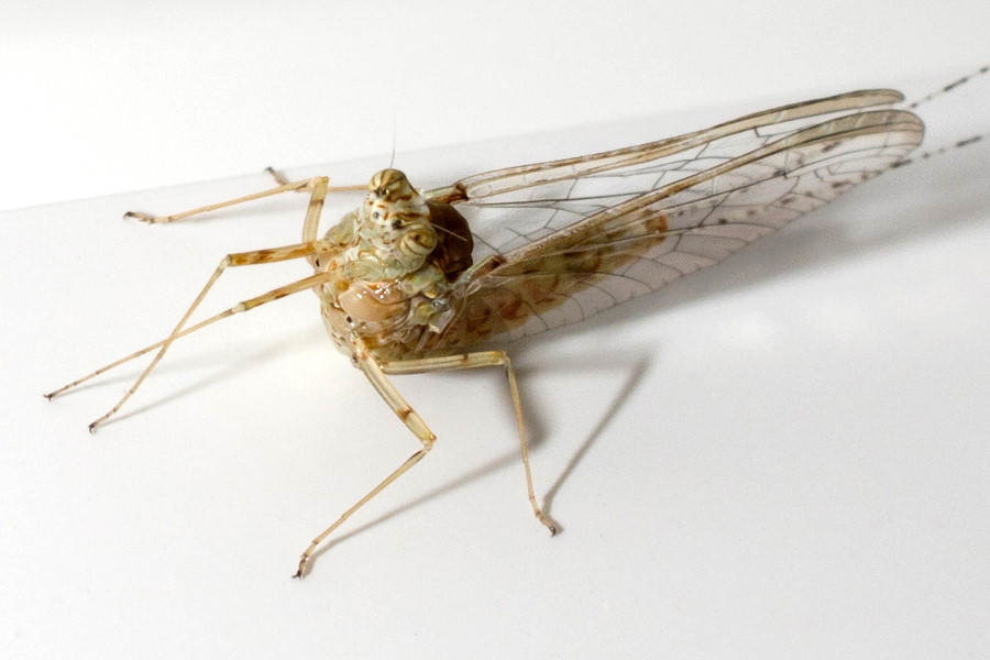 Cloeon dipterum Fliegenhaft arthropodafotos.de