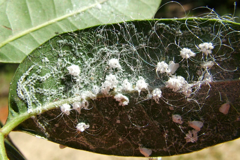 Aleyrodidae - Whiteflies - Overview - arthropodafotos.de