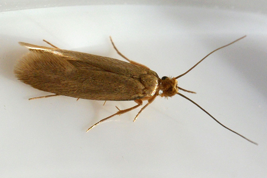 Tineola bisselliella - Common Clothes Moth - arthropodafotos.de
