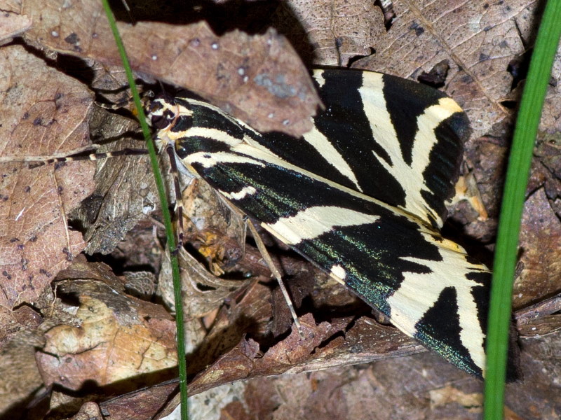 Jersey Tiger (Euplagia quadripunctaria) - Suffolk Moths - The