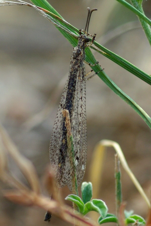 Neuroptera Net Winged Insects Arthropodafotos De