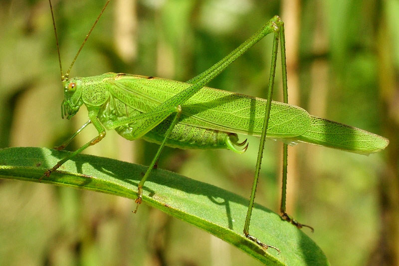 Phaneroptera falcata - Gemeine Sichelschrecke - arthropodafotos.de