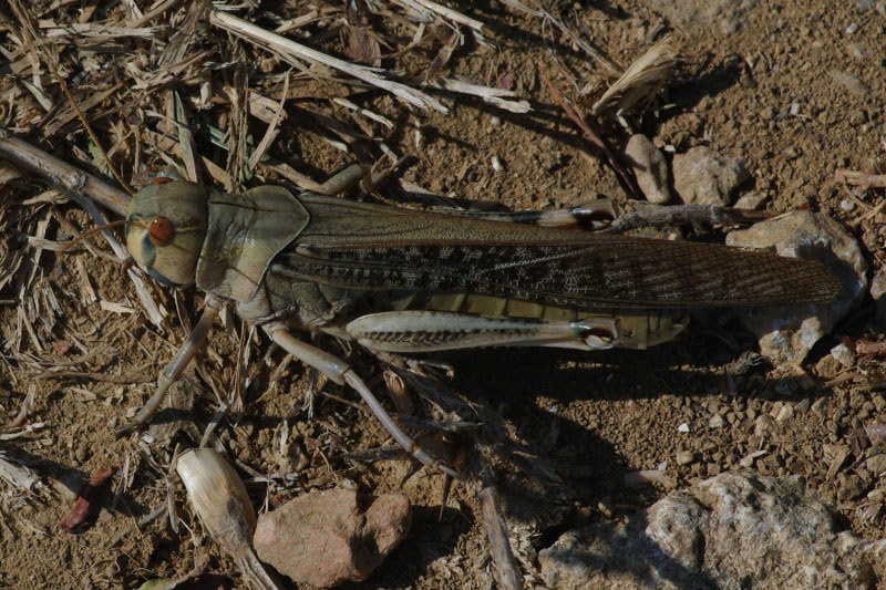 Locusta migratoria - Migratory Locust 