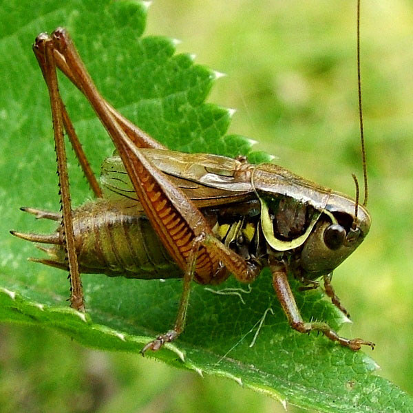 Roeseliana roeselii - Roesels Beißschrecke - arthropodafotos.de