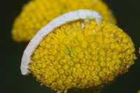 Eupithecia centaureata  2