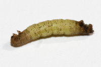 Eupithecia centaureata  5