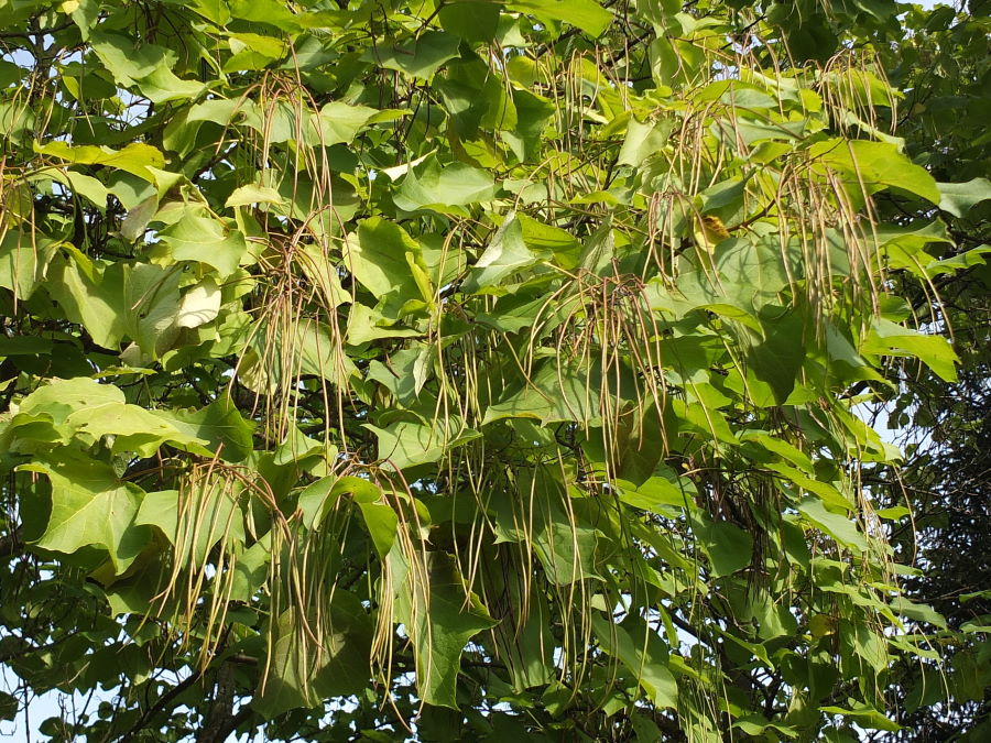 Catalpa ovata  /  chinesischer Pflanze "gelber" Trompetenbaum 