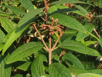 Viburnum rhytidophyllum  1004