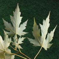Acer saccharinum  1041