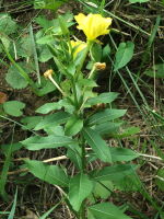 Oenothera suaveolens  1064