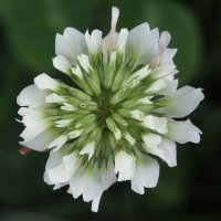 Trifolium repens  1091