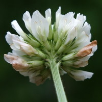 Trifolium repens  1092