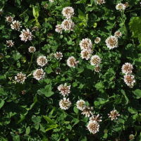 Trifolium repens  1099