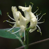 Lonicera xylosteum  1117